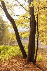 Wall Mural - colorful autumn