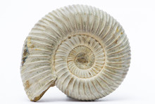 Perisphinctes, Ammonite Fossile, Madagascar