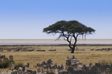 Blick über Die Etoscha-Pfanne, Namibia, Afrika
