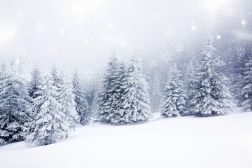 Wall Mural - Christmas background with snowy fir trees