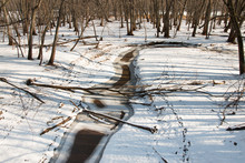 Logs Lie Athwart A  Brook In Winter Forest