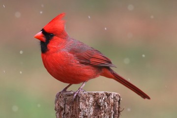 Sticker - Cardinal In Snow