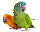 Fototapeta  - Conure Parrots