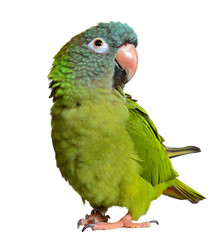 Blue Crown Conure