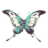 Fototapeta Motyle - butterfly323