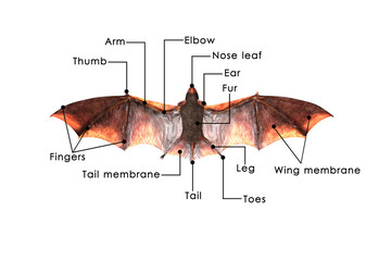 Bat