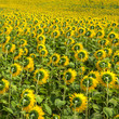 The backs of sunflowers