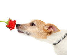 Funny Little Dog Jack Russell Terrier With Red Rose, Isolated