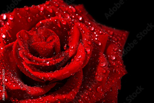 Naklejka na szybę Beautiful red rose close-up