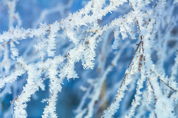 Wall Mural - Tree branch in Crystal frost