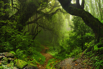 Fototapeta las w nepalu