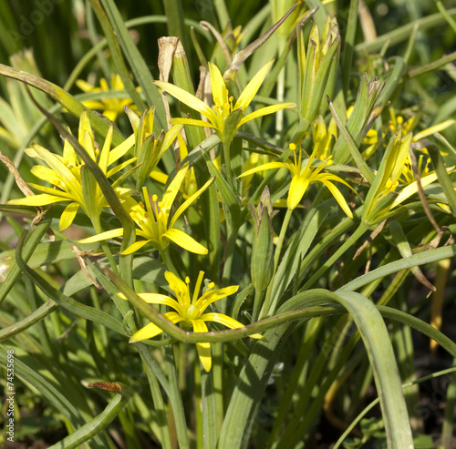 Gelbstern, WiesenGelbstern, Gagea pratensis, StockFoto Adobe Stock