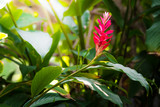 Fototapeta Sawanna - tropical red ginger flower