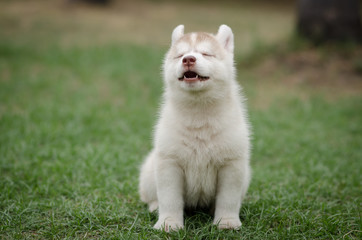 Poster - Cute siberian husky puppy sitting