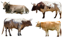 Set Of Bulls And Cow. Isolated Over White