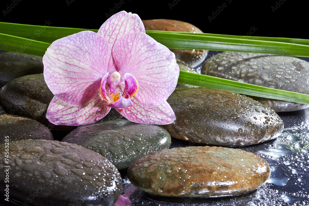 orchidea-na-kamieniach-spa