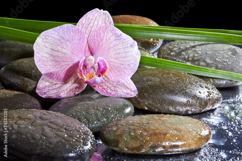 orchidea-na-kamieniach-spa