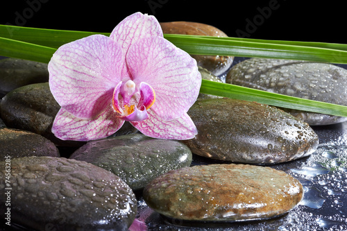 Naklejka - mata magnetyczna na lodówkę Spa still life with set of pink orchid and stones reflection