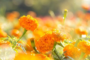Wall Mural - Marigold flowers with water drop in the morning