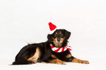 Wall Mural - Hund mit Weihnachtsmütze