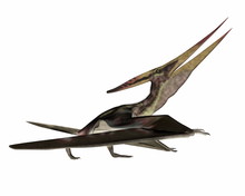 Pteranodon Walking - 3D Render