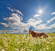 Brown Horse In Wild Flowers Under Sun