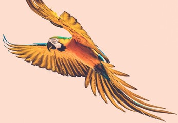 Fototapete - Colourful flying parrot toned