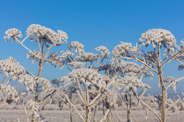 Wall Mural - Winter landscape.