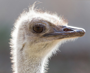 Sticker - portrait of an ostrich