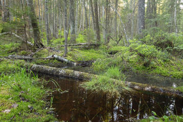 Poster - Wet part in natural forest, ideal for mosquitos