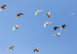 a flock of pigeons in the blue sky