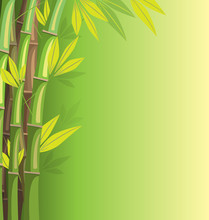 Green Bamboo On Green Background With Shadows