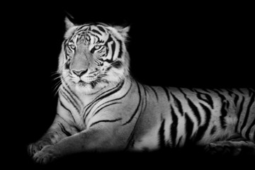 Papier Peint - Black and White grand Tiger