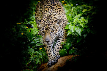 Wall Mural - Jaguar walking in the forrest