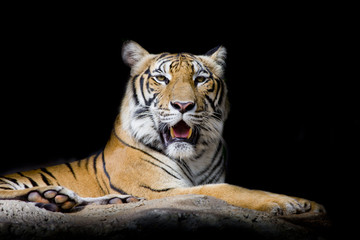 Papier Peint - Close up tiger