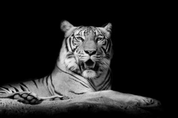 Wall Mural - Black and White Close up tiger