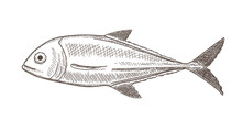 Fish (jack) In Sketch Style, White Vintage Edition