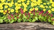 Beautiful multicolored flowerbed on timber