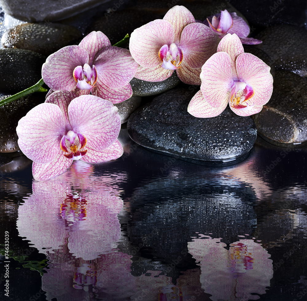 mokre-kamyki-spa-i-rozowe-orchidee