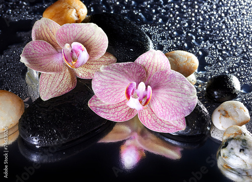 Naklejka na szybę Orchid flowers and stones with reflection