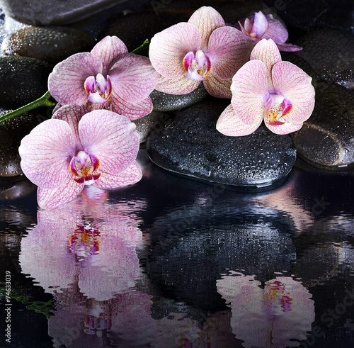 Fototapeta do kuchni Wet spa pebbles and pink orchids