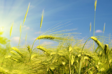 Wall Mural - Scenic landscape with ears of barley against the sky in the sunl