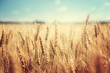 Leinwandbild Motiv golden wheat field and sunny day