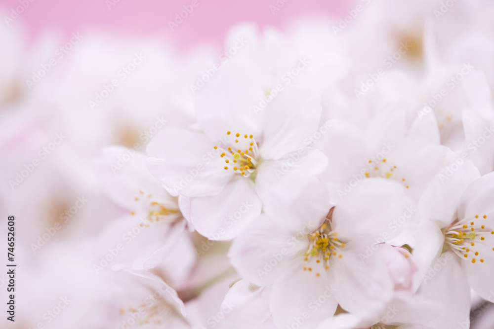 サクラ さくら 桜 桜の花 サクラの花 染井吉野 ソメイヨシノ 春 4月 アップ クローズアップ ピンク サクラ色 東京 日本 Kwiaty Plakaty Ecowall24 Pl サクラ さくら 桜 桜の花 サクラの花 染井吉野 ソメイヨシノ 春 4月 アップ クローズアップ ピンク サクラ色 東京 日本 Kwiaty Plakaty Ecowall24 Pl