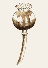 Wall Mural - sketch illustration of an opium plant