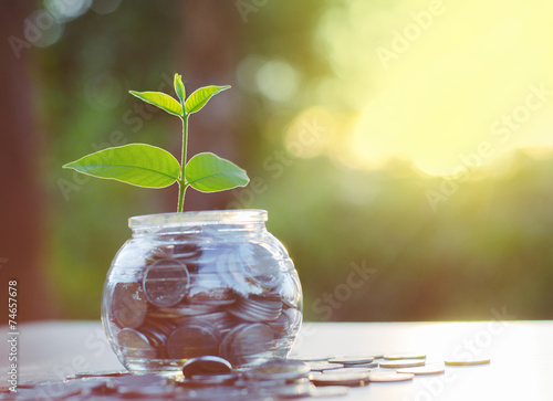 Fotografía Sprout growing on money pile of glass jar bank