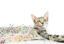 A Cat Bind Wire Lights For Christmas