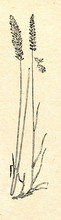 Crested Dog's-tail (Cynosurus Cristatus)