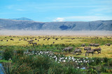 Fototapeta Sawanna - Ngorongoro Crater