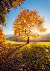 Poster - beautiful autumn trees
